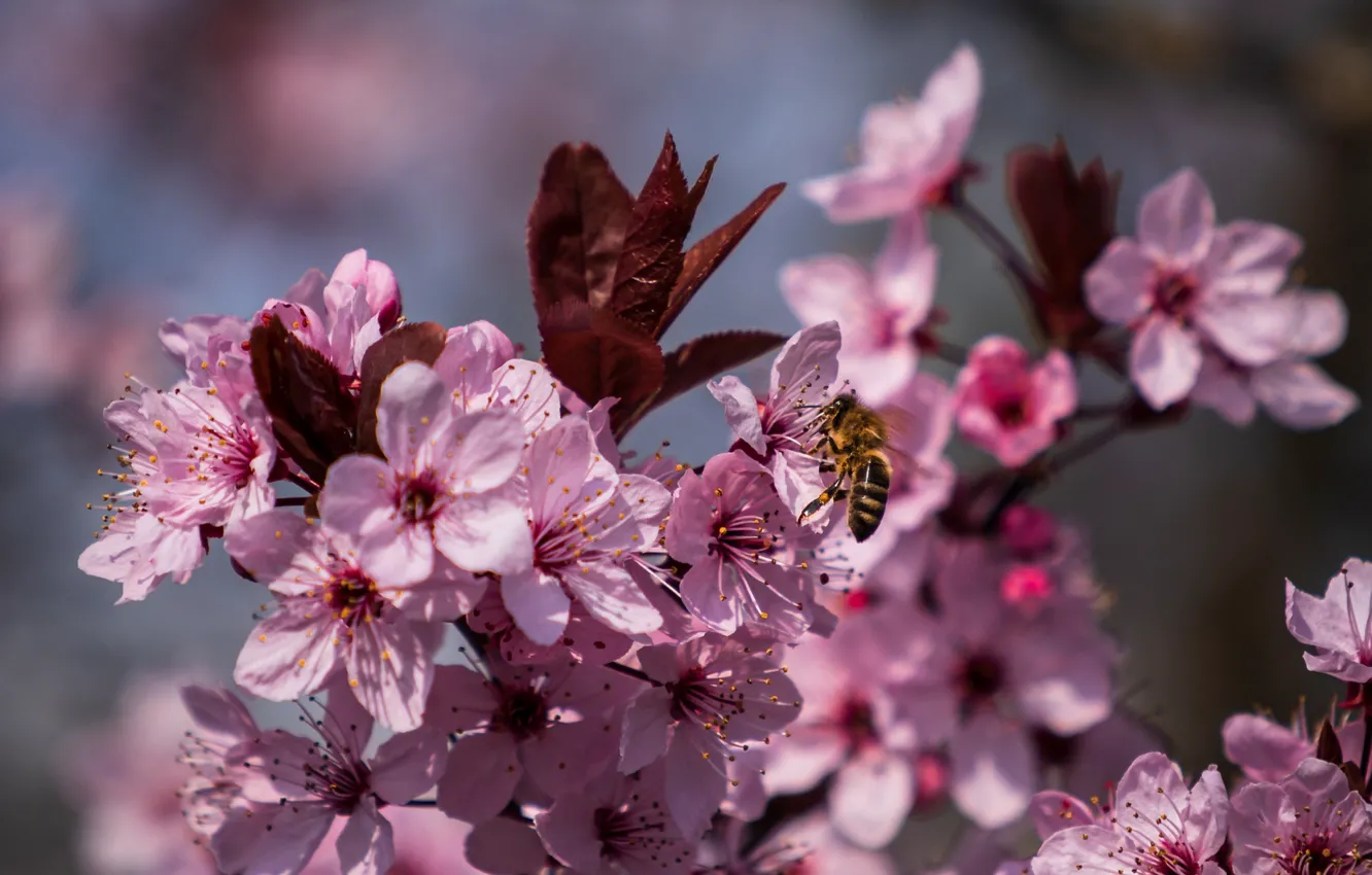 Photo wallpaper nature, cherry, bee, petals, flowering