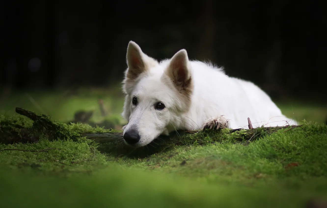 Photo wallpaper greens, forest, look, face, glade, moss, portrait, dog