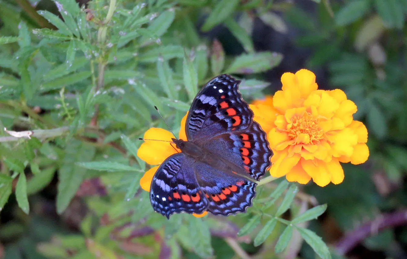 Photo wallpaper leaves, macro, butterfly, wings, beautiful, flowers, closeup, marigolds