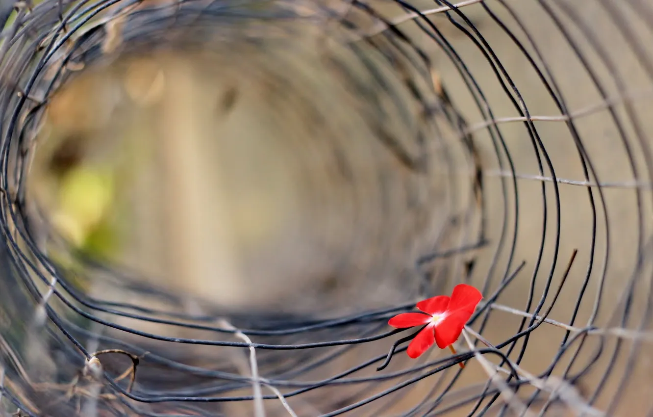 Photo wallpaper flowers, background, the fence