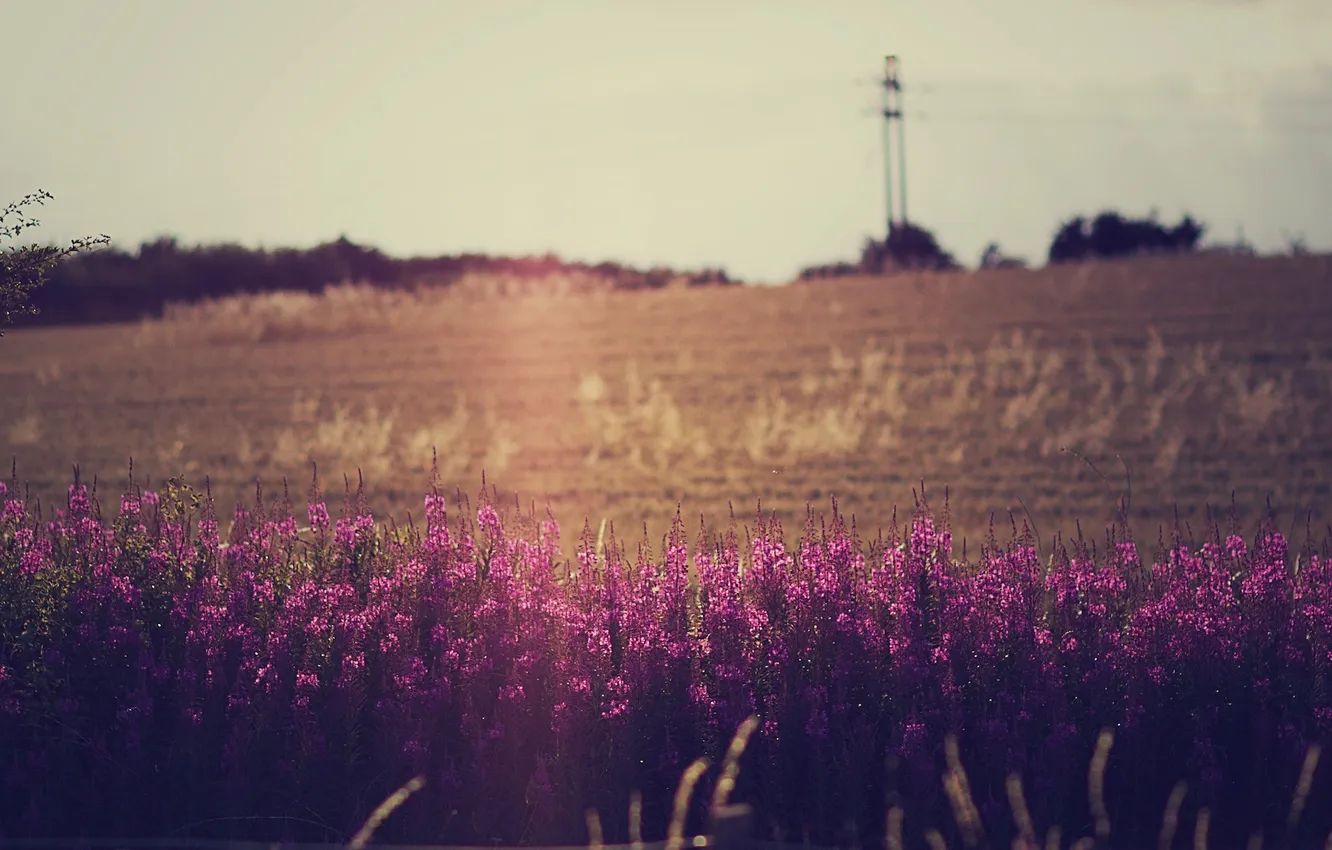 Photo wallpaper field, the sky, flowers