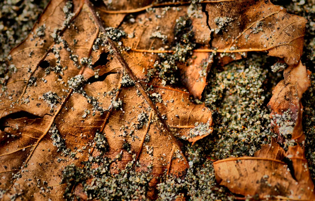 Photo wallpaper leaves, macro, photo, leaf, pebbles, full hd