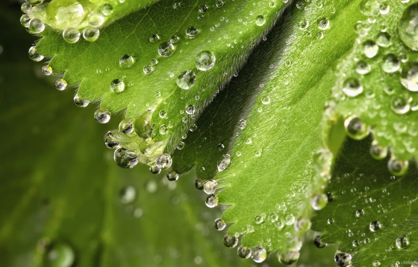 Photo wallpaper leaves, drops, macro, green leaf