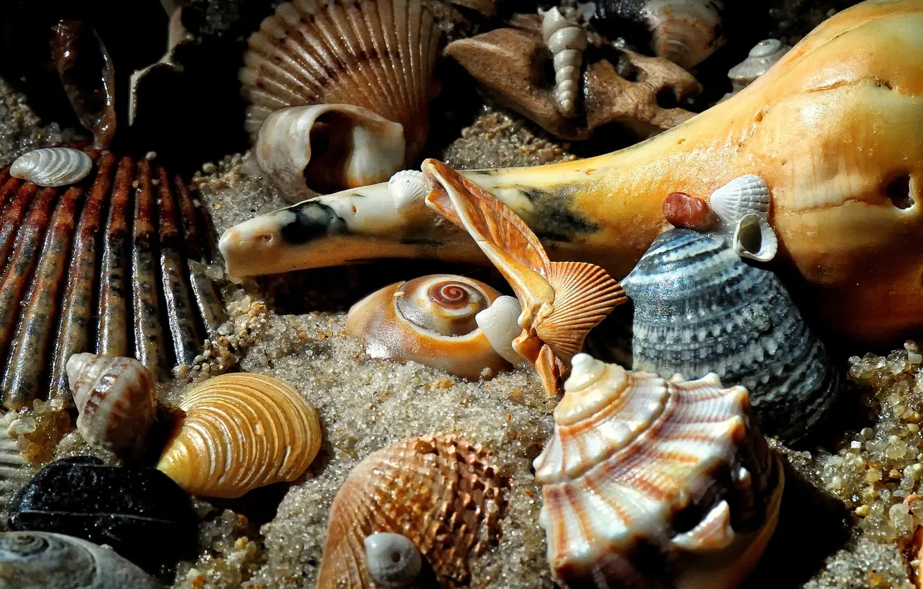 Photo wallpaper sand, sea, aquarium, the bottom, sink, shell
