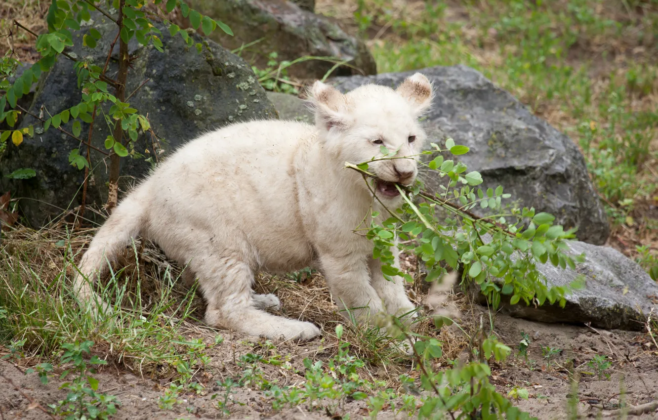 Photo wallpaper cat, the game, branch, cub, lion, white lion