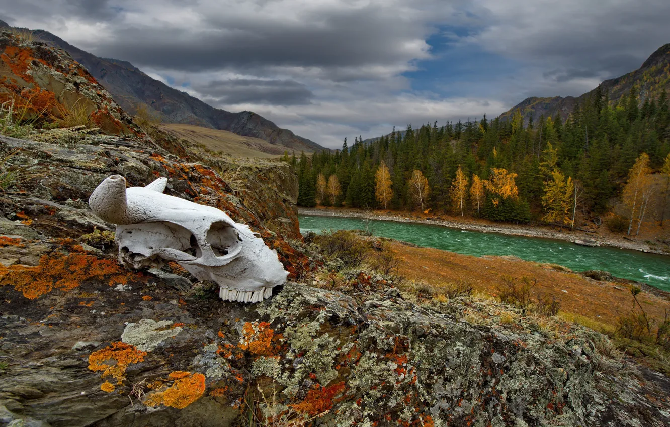 Photo wallpaper autumn, forest, mountains, the slopes, skull