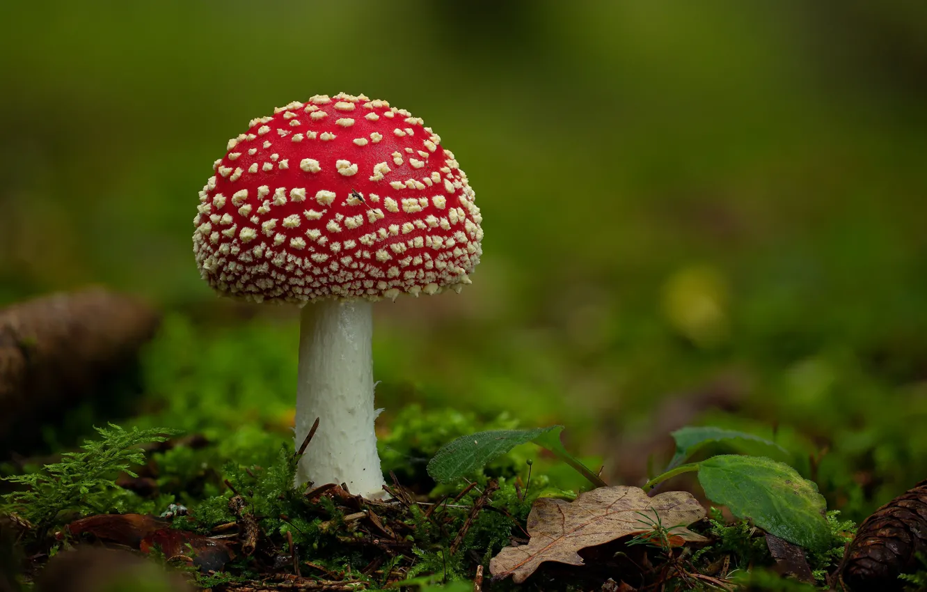 Photo wallpaper mushrooms, mushroom, green background