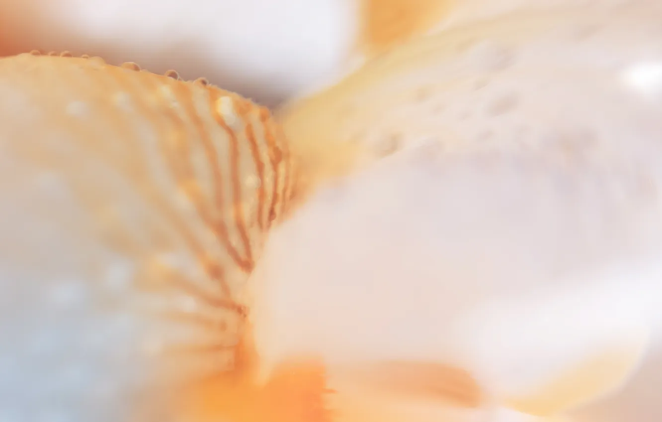 Photo wallpaper flowers, Rosa, iris