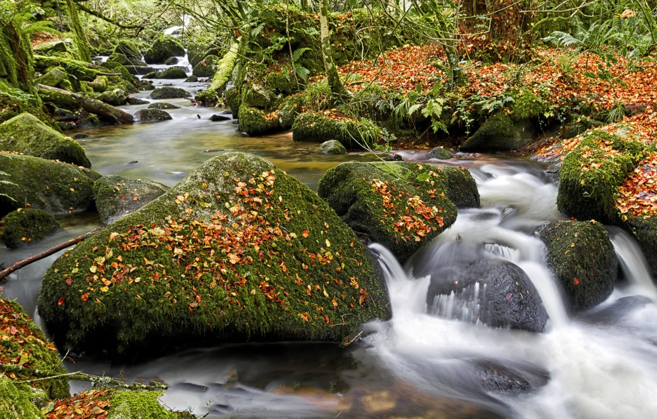 Photo wallpaper autumn, forest, leaves, river, stones, England, moss, England