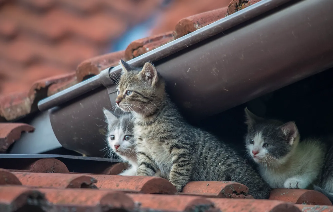 Photo wallpaper baby, kitty, trio, on the roof, Trinity