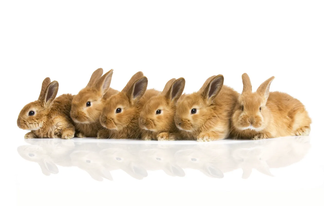 Photo wallpaper rabbits, company, pussies