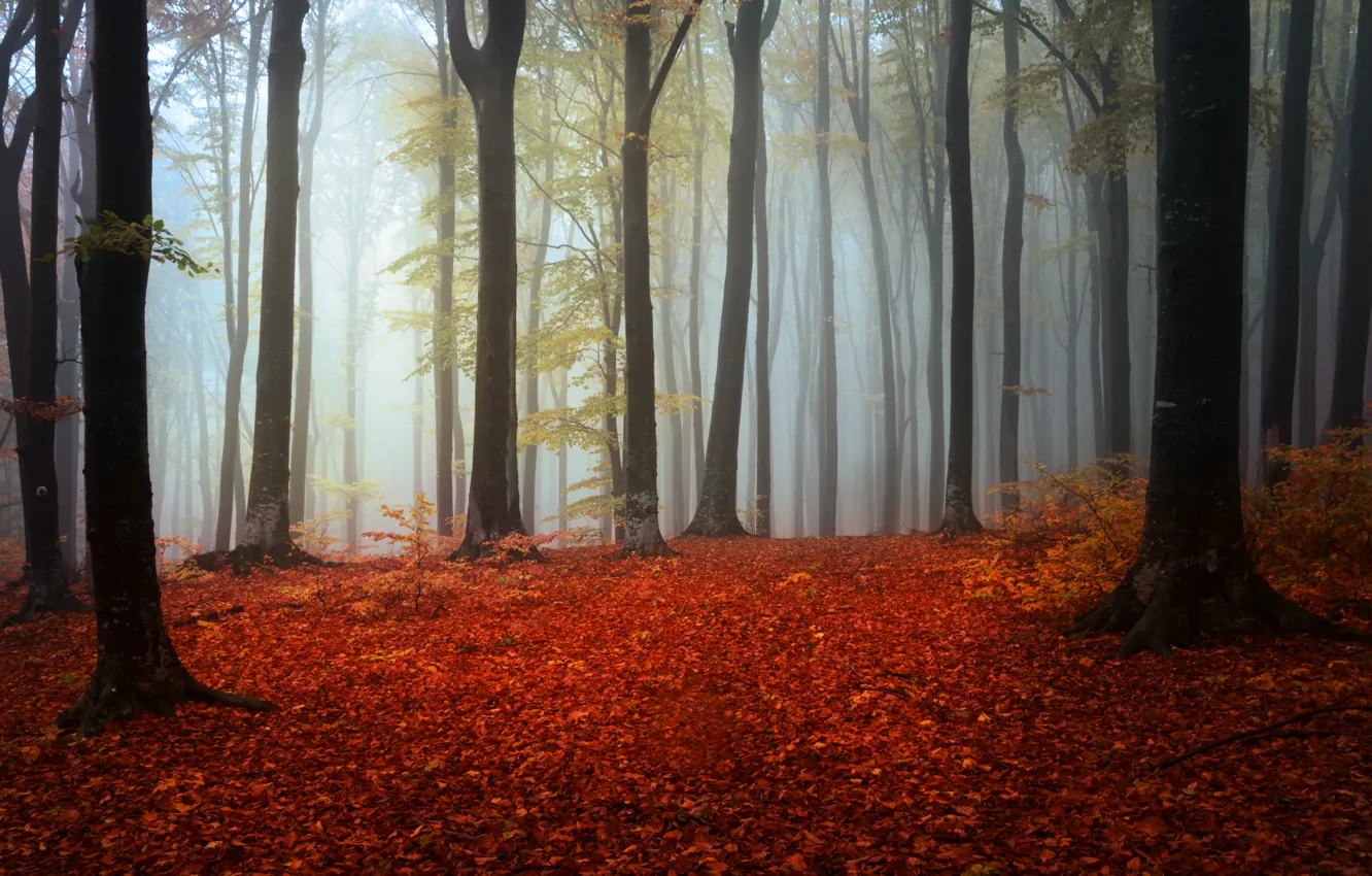 Photo wallpaper autumn, forest, trees, fog, foliage