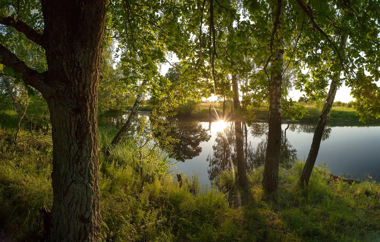 Photo wallpaper summer, trees, river, foliage