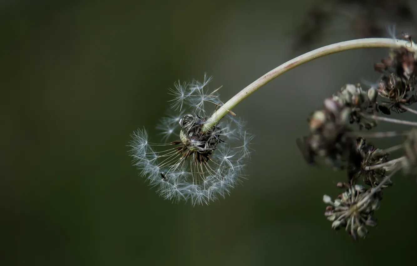 Photo wallpaper macro, nature nature, dandelion autumn