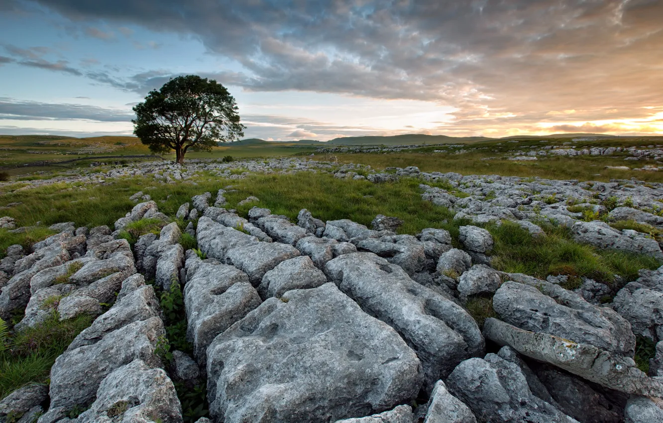Photo wallpaper field, trees, landscape, sunset, stones