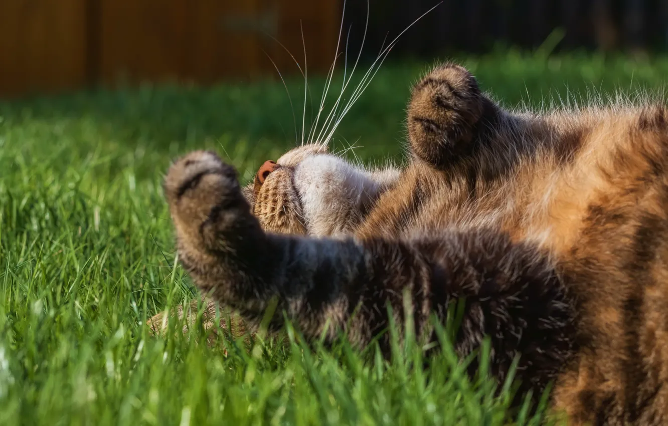 Photo wallpaper tabby cat, lying on her back, on the grass