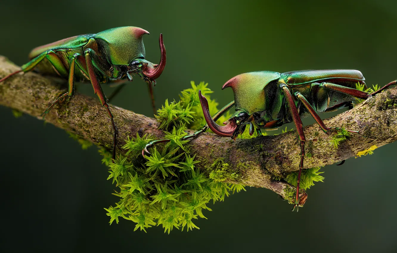 Photo wallpaper greens, macro, branches, nature, beetle, insect, Rhino, Horny