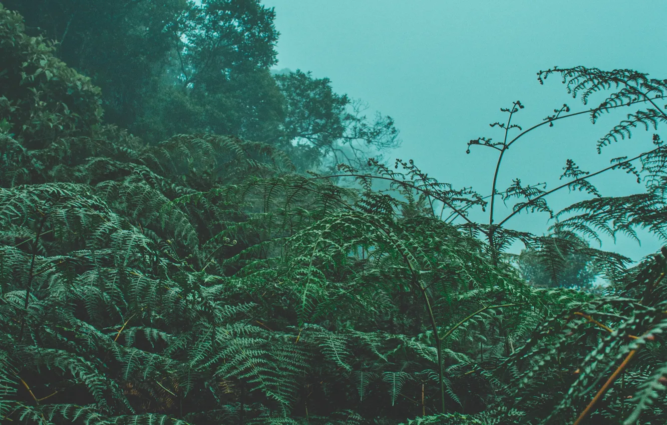 Photo wallpaper trees, nature, fog, fern