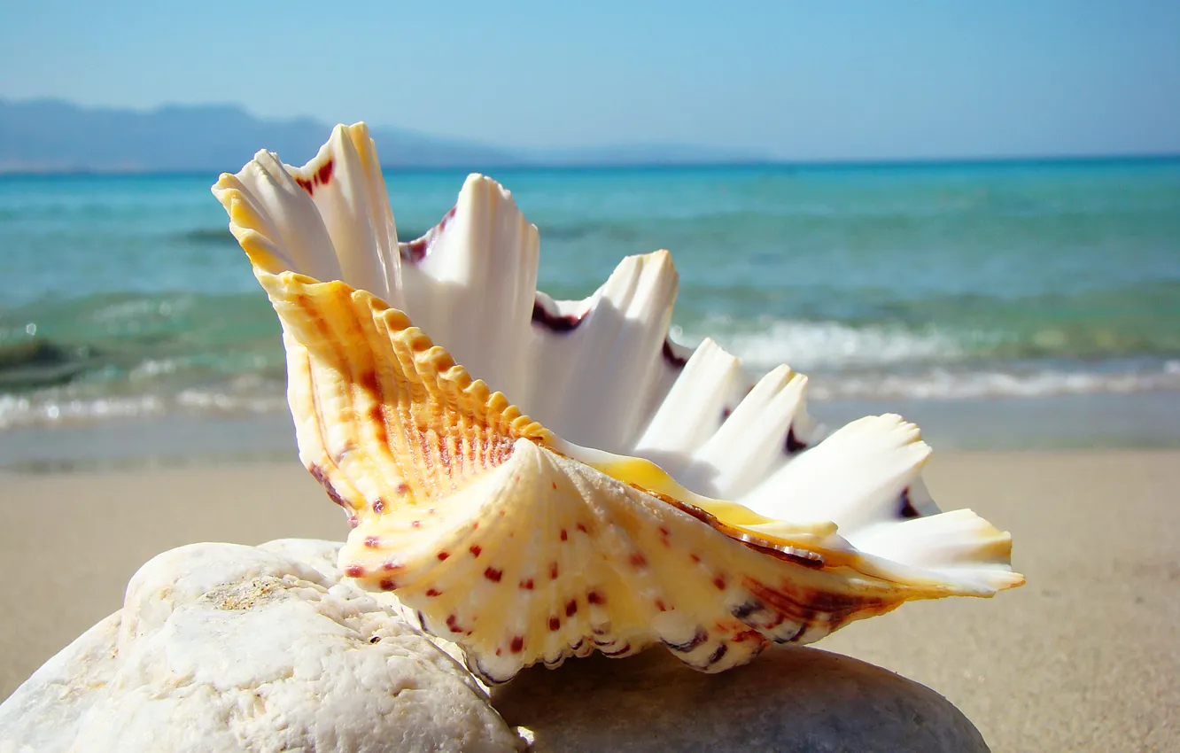 Photo wallpaper sea, beach, stay, shell