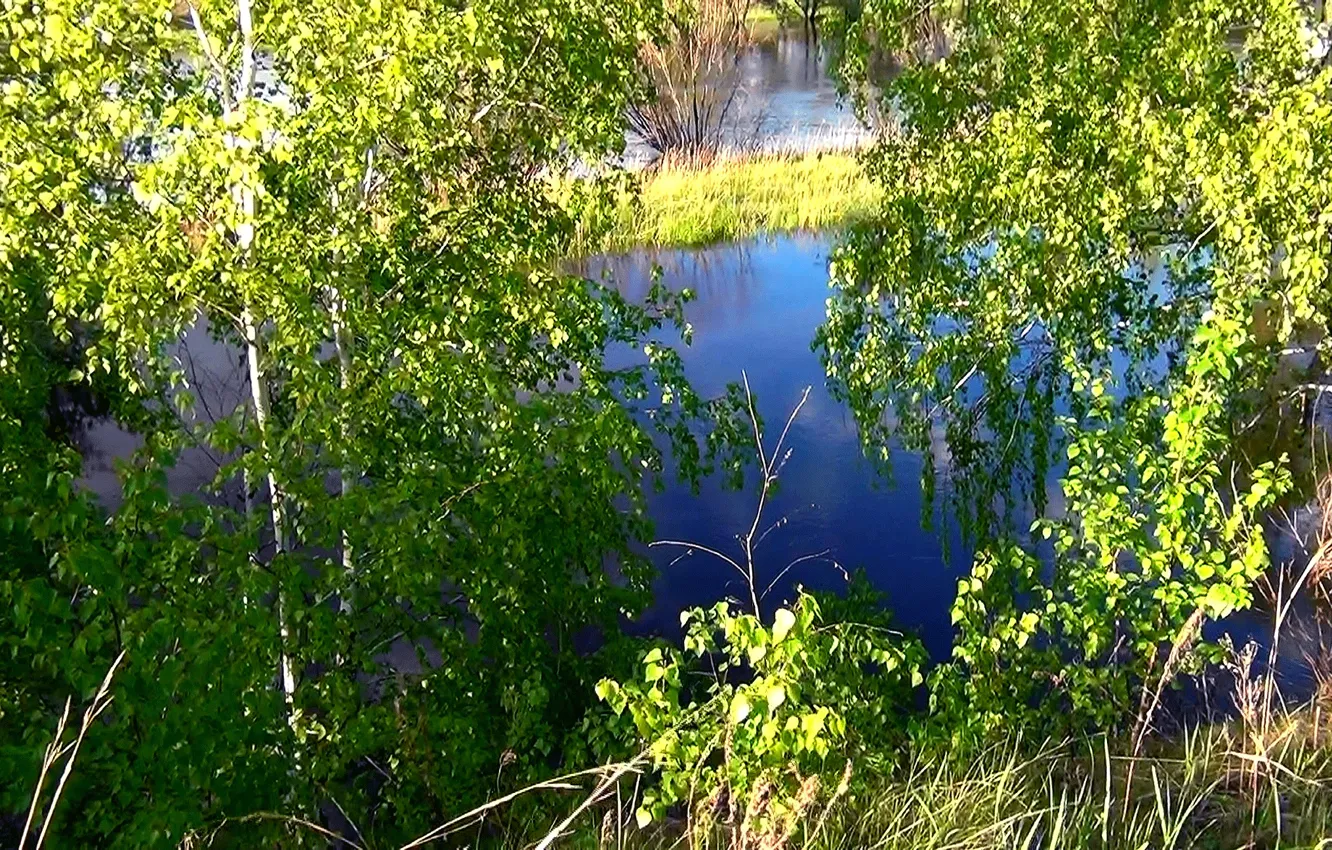 Photo wallpaper summer, river, background, Wallpaper, shore, Siberia