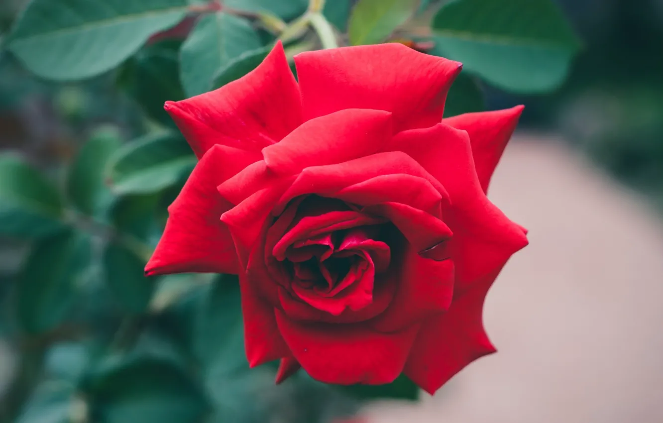 Photo wallpaper flowers, roses, petals