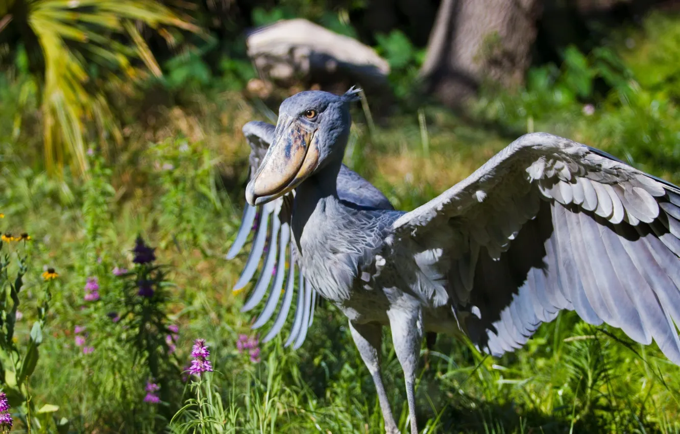 Photo wallpaper bird, animal, Stork, Shoebill-