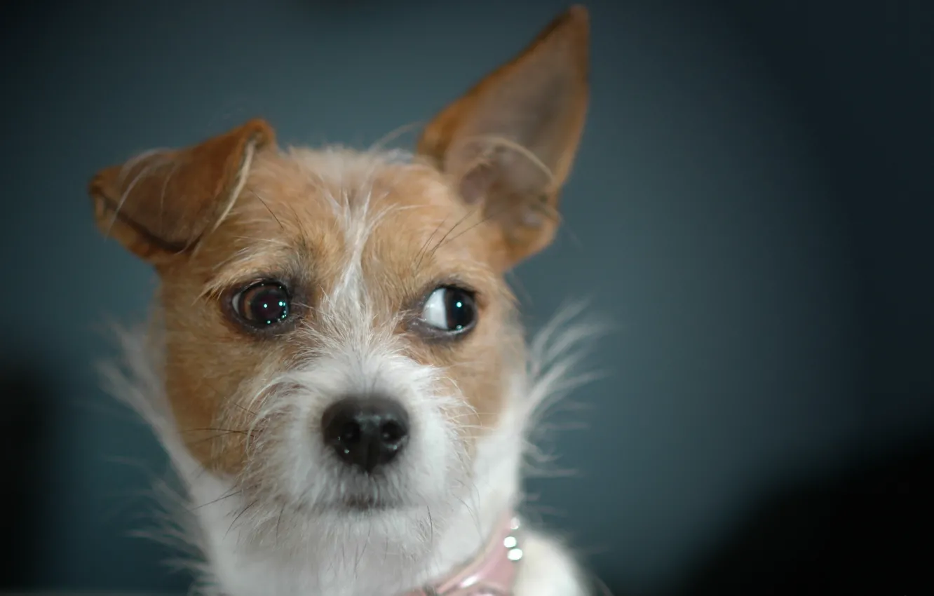 Photo wallpaper dog, beautiful, mongrel