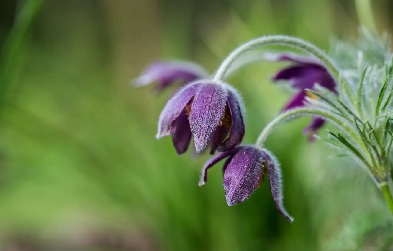 Photo wallpaper petals, buds, sleep-grass, cross