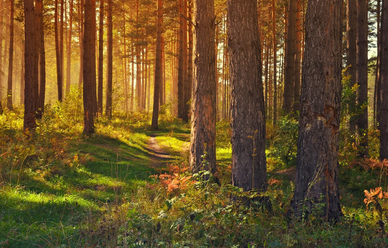Photo wallpaper forest, grass, light, trees, track, path