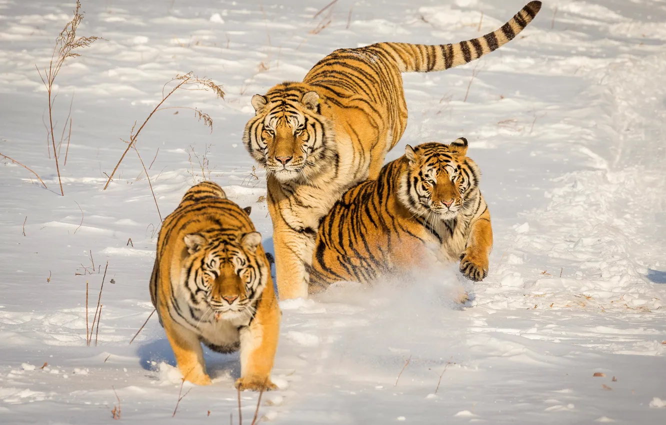 Photo wallpaper winter, snow, tiger, each, jump, running, the snow, three