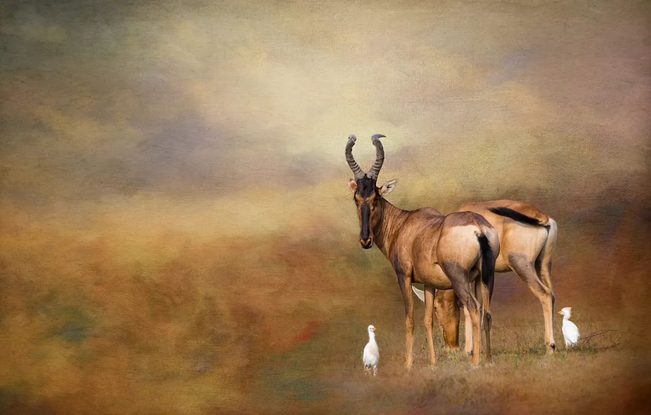 Photo wallpaper field, nature, bird, two, photoshop, treatment, antelope, grazing