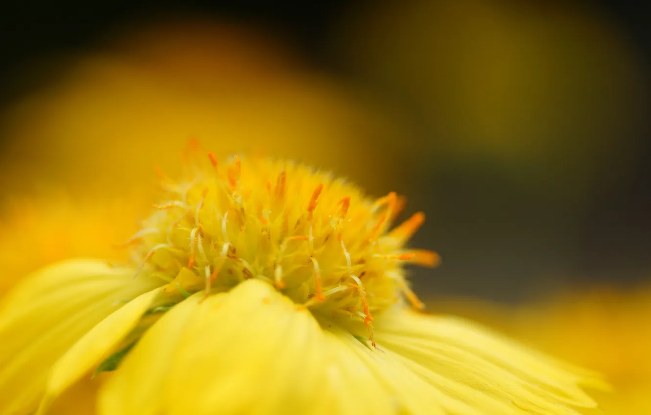 Photo wallpaper flower, macro, yellow, blur, Gaillardia, pulchella
