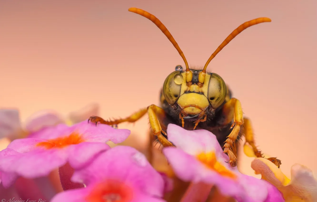 Photo wallpaper macro, flowers, OSA, insect, pink