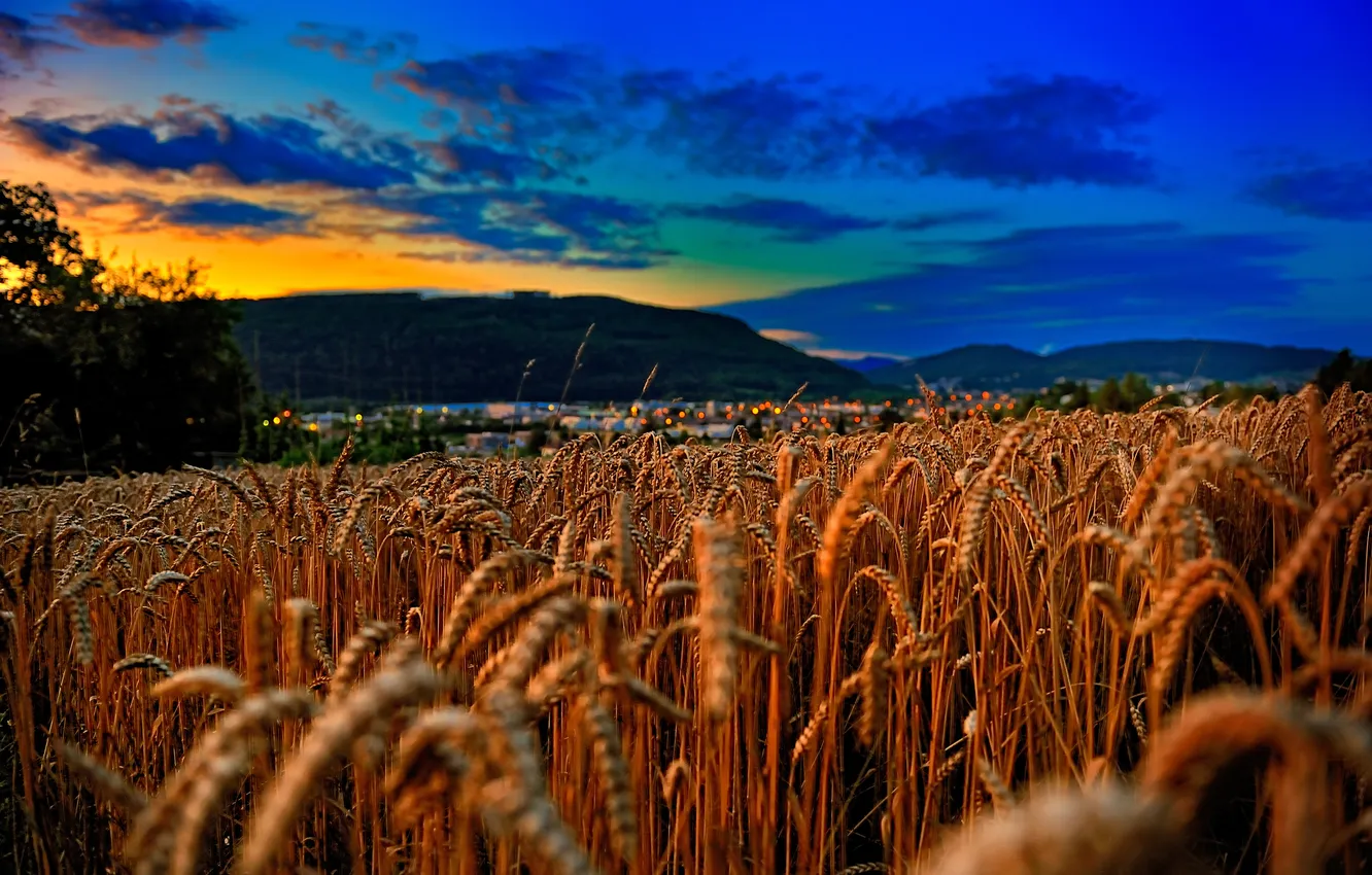 Photo wallpaper wheat, field, the sky, sunset