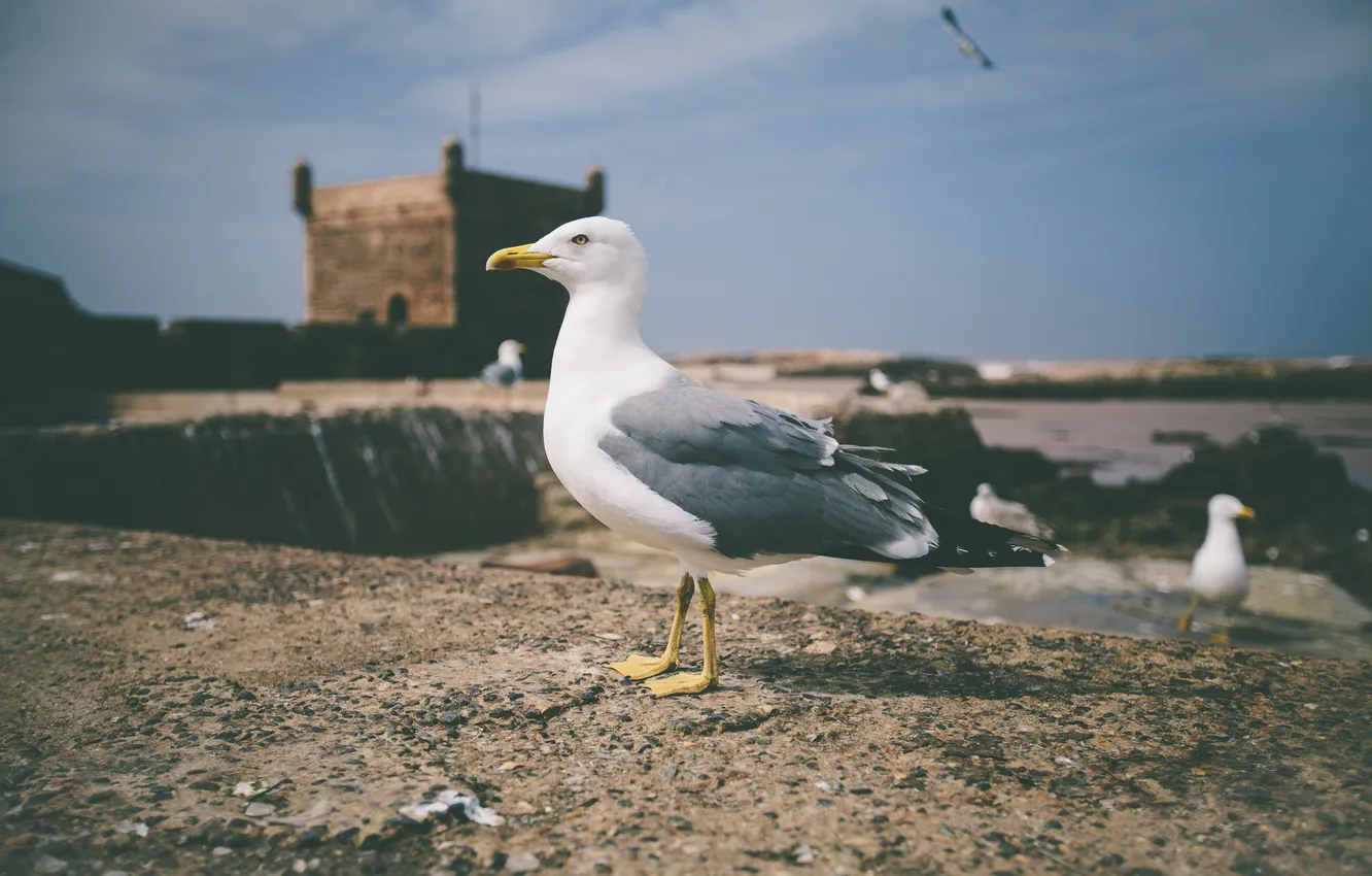 Photo wallpaper bird, legs, Seagull, beak, looks