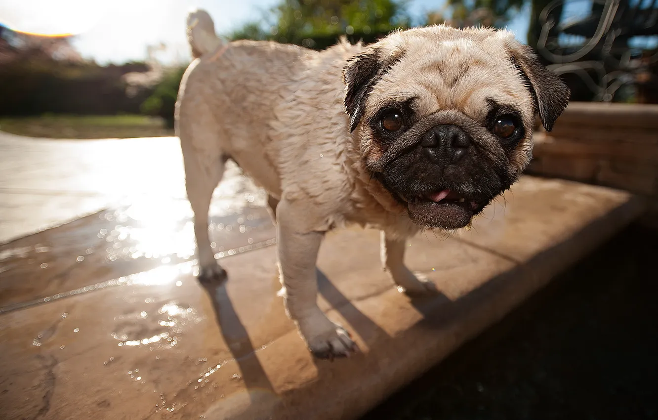 Photo wallpaper dog, pug, the pool