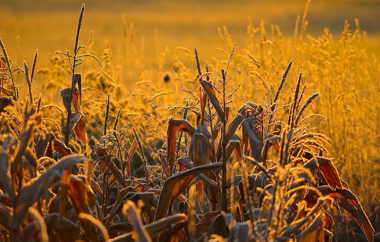 Photo wallpaper landscape, sunset, nature