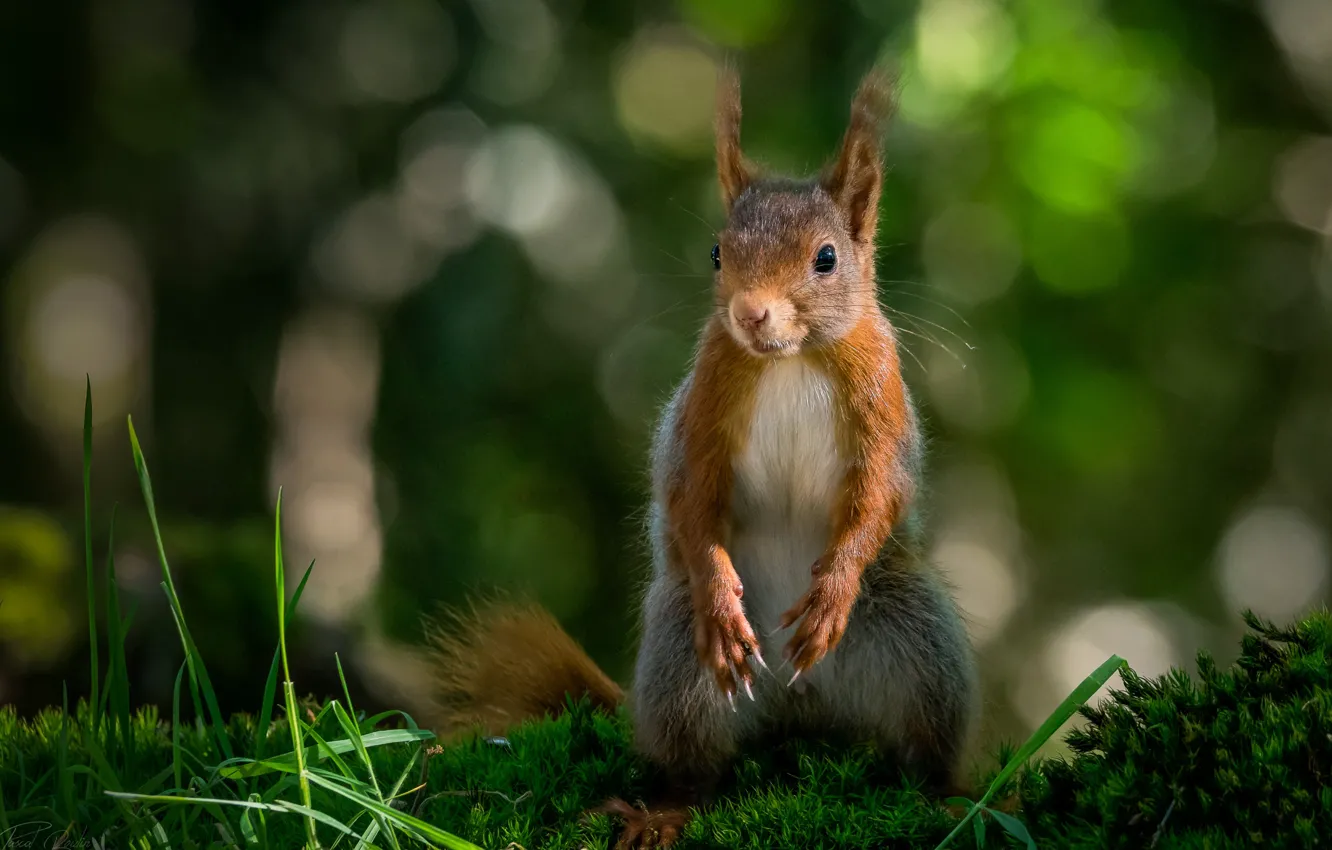 Photo wallpaper grass, background, moss, protein, red, stand