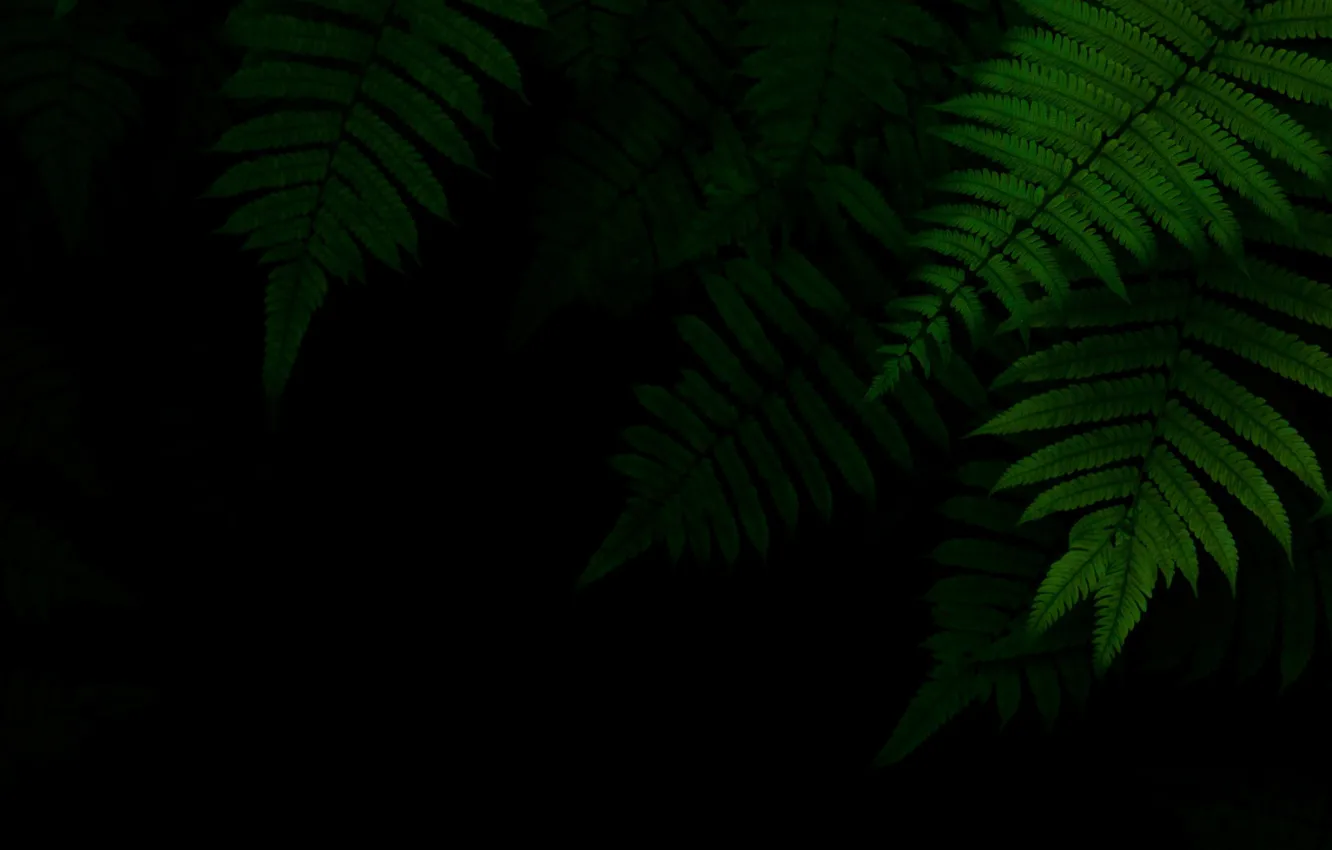 Photo wallpaper foliage, green, black background, the dark background