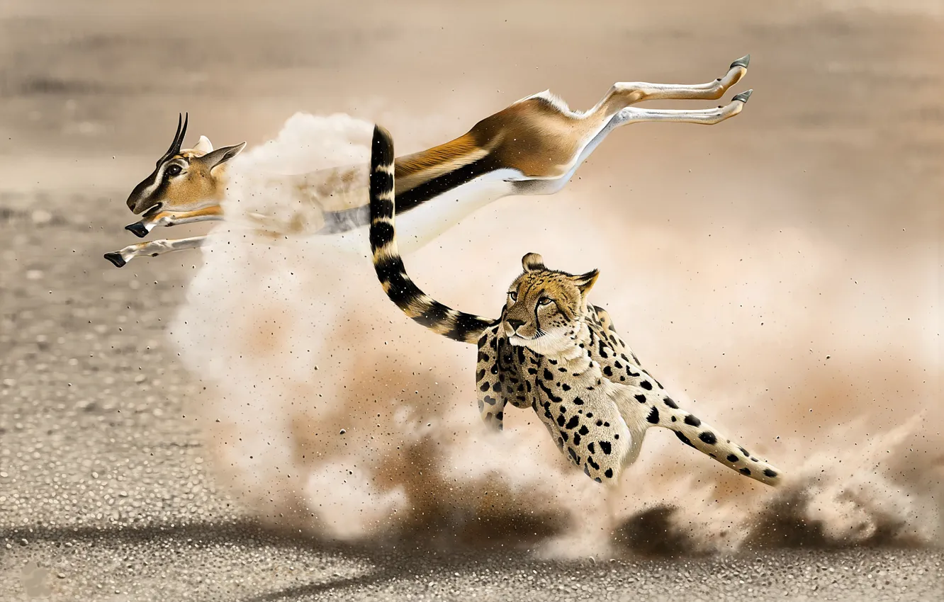 Photo wallpaper jump, predator, dust, art, Cheetah, hunting, big cat, antelope