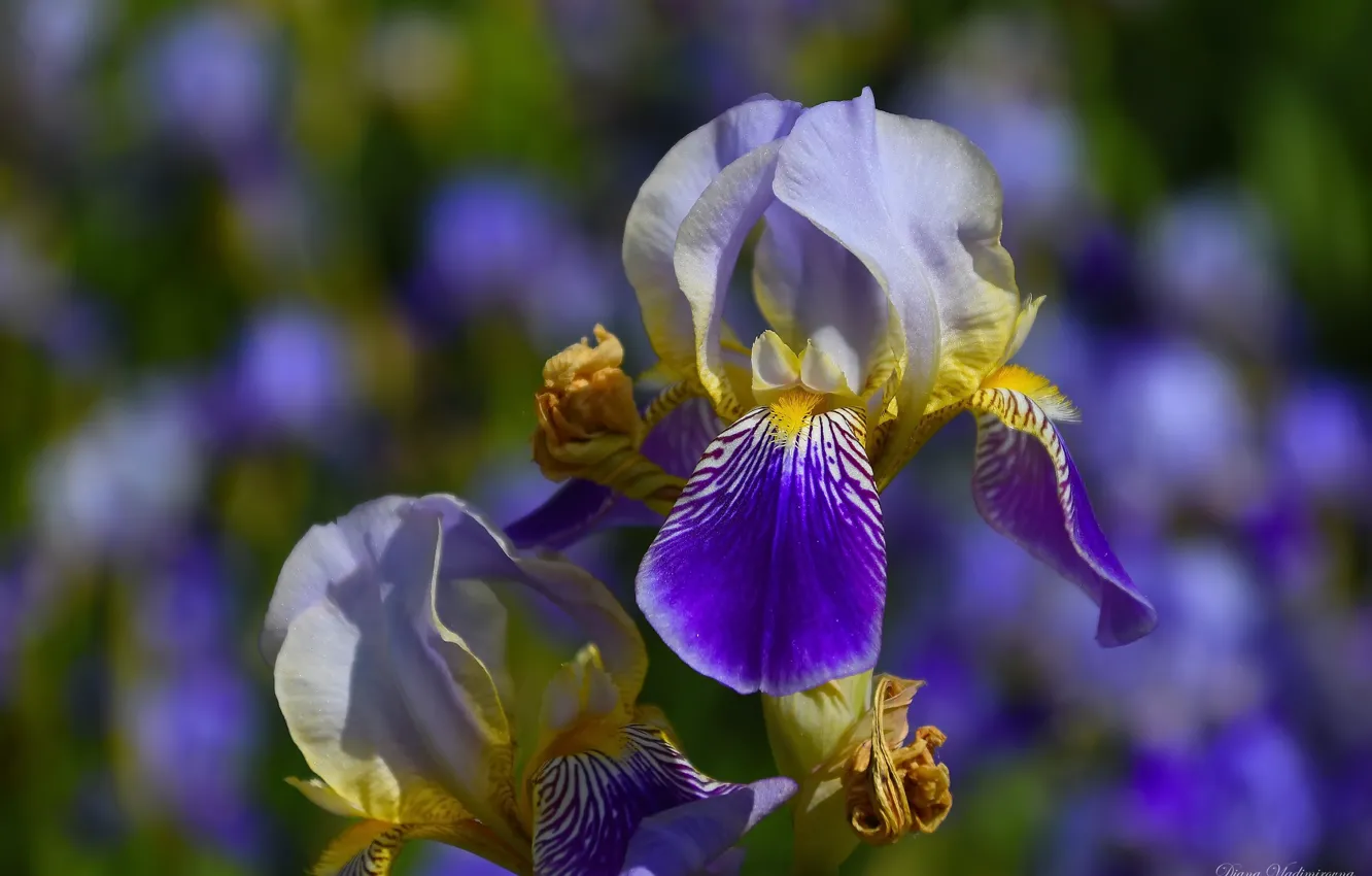 Photo wallpaper summer, macro, flowers, nature, iris