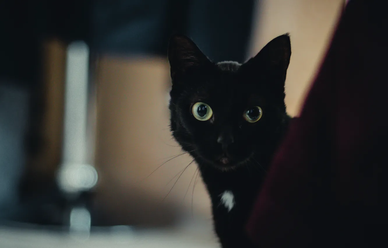 Photo wallpaper cat, eyes, wool, black, looks