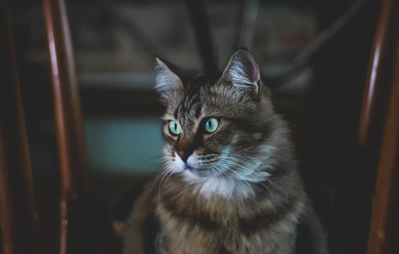 Photo wallpaper cat, cat, look, pose, face