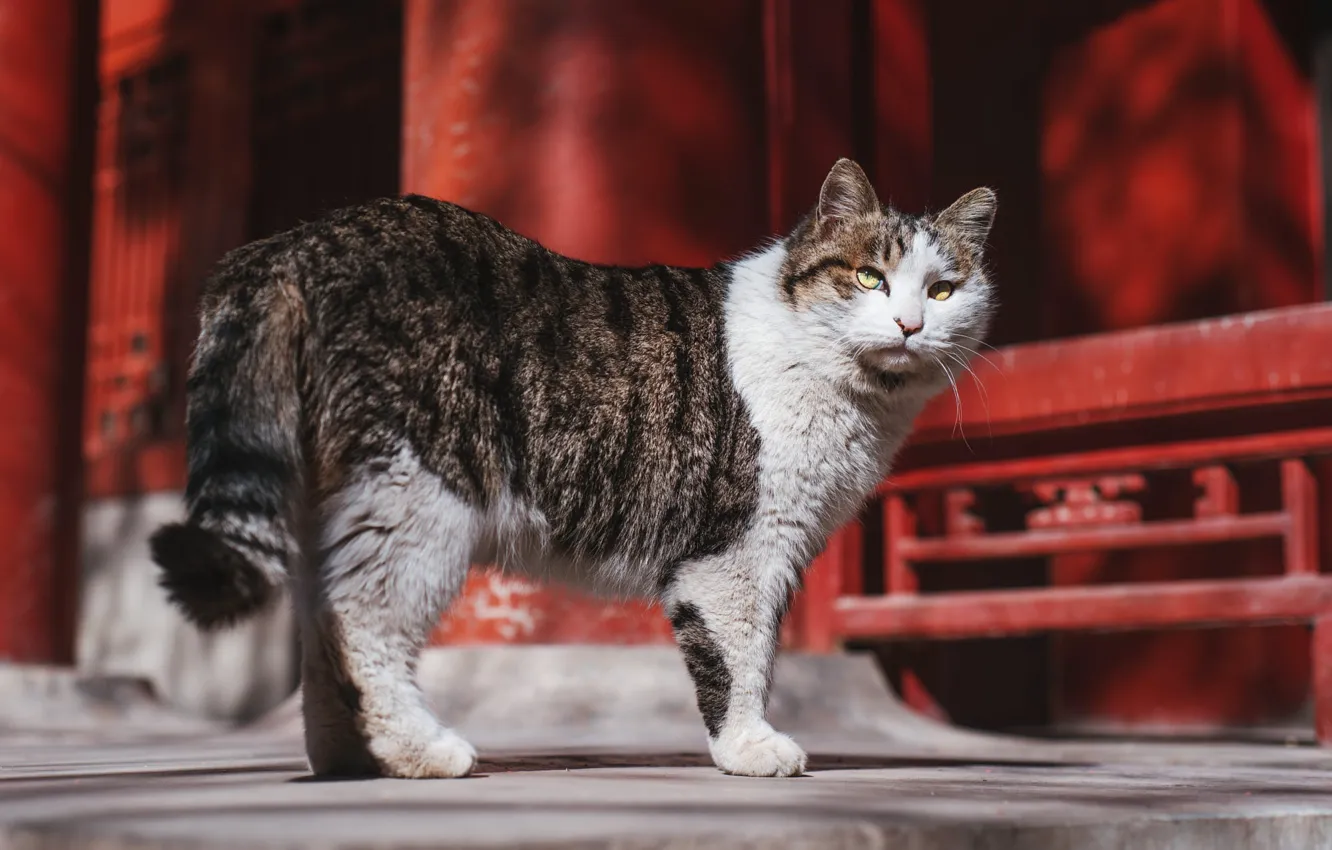 Photo wallpaper cat, cat, look, light, red, background, street, building