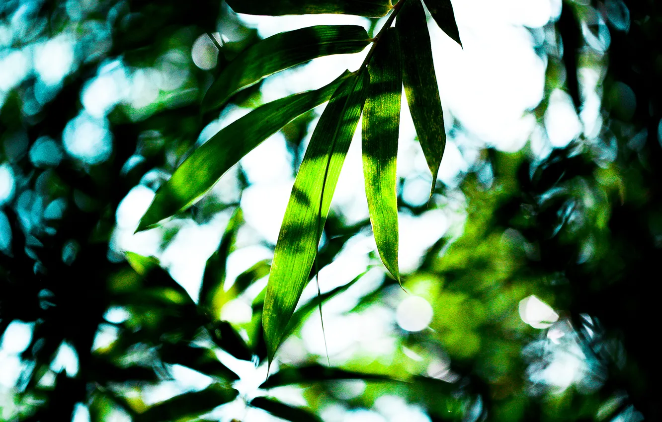 Photo wallpaper Green, Leaves, Tropical