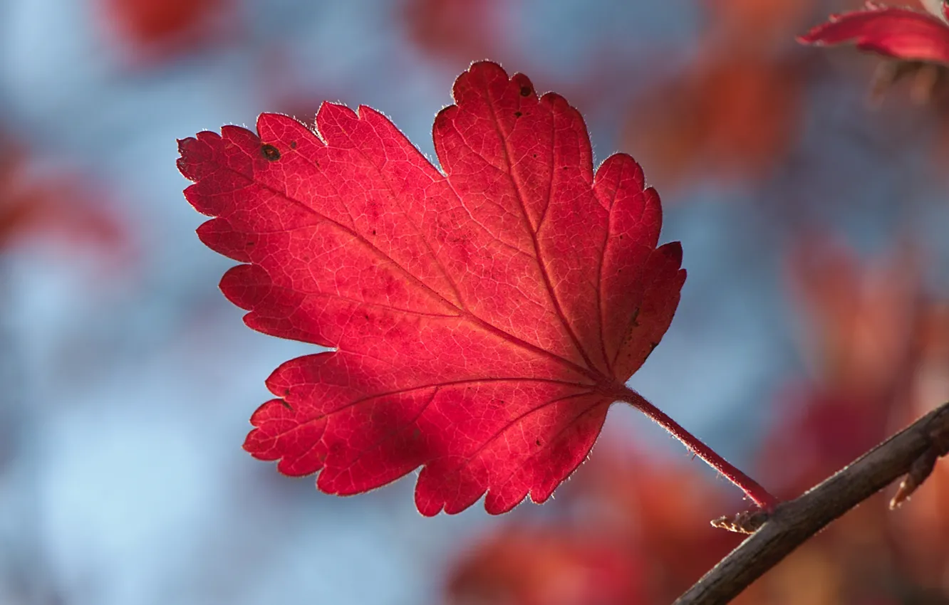 Photo wallpaper autumn, leaves, macro, red