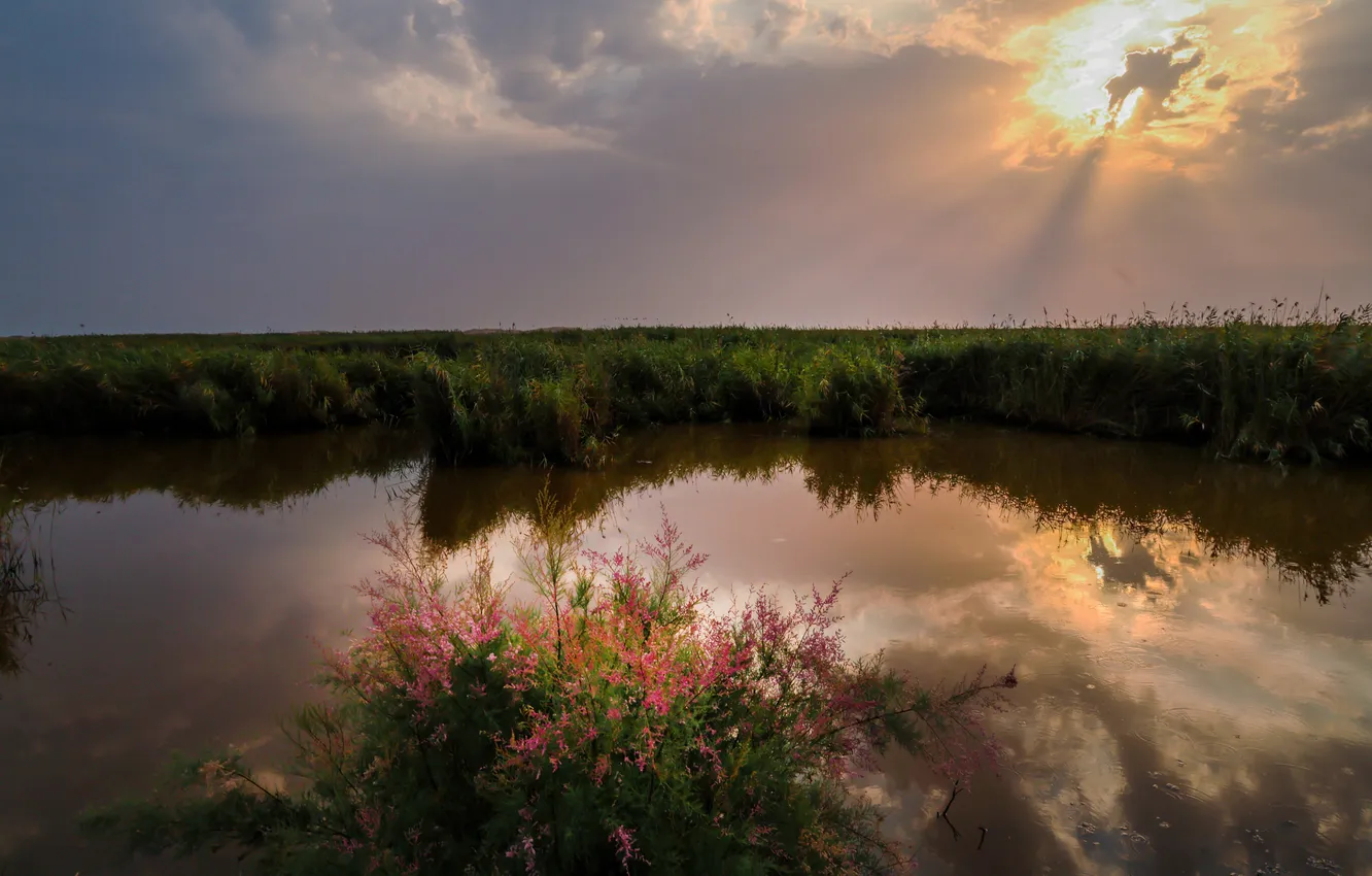 Photo wallpaper clouds, flowers, beauty, pond, the reflection in the water, sunlight, Magov Marat, Aji Lake
