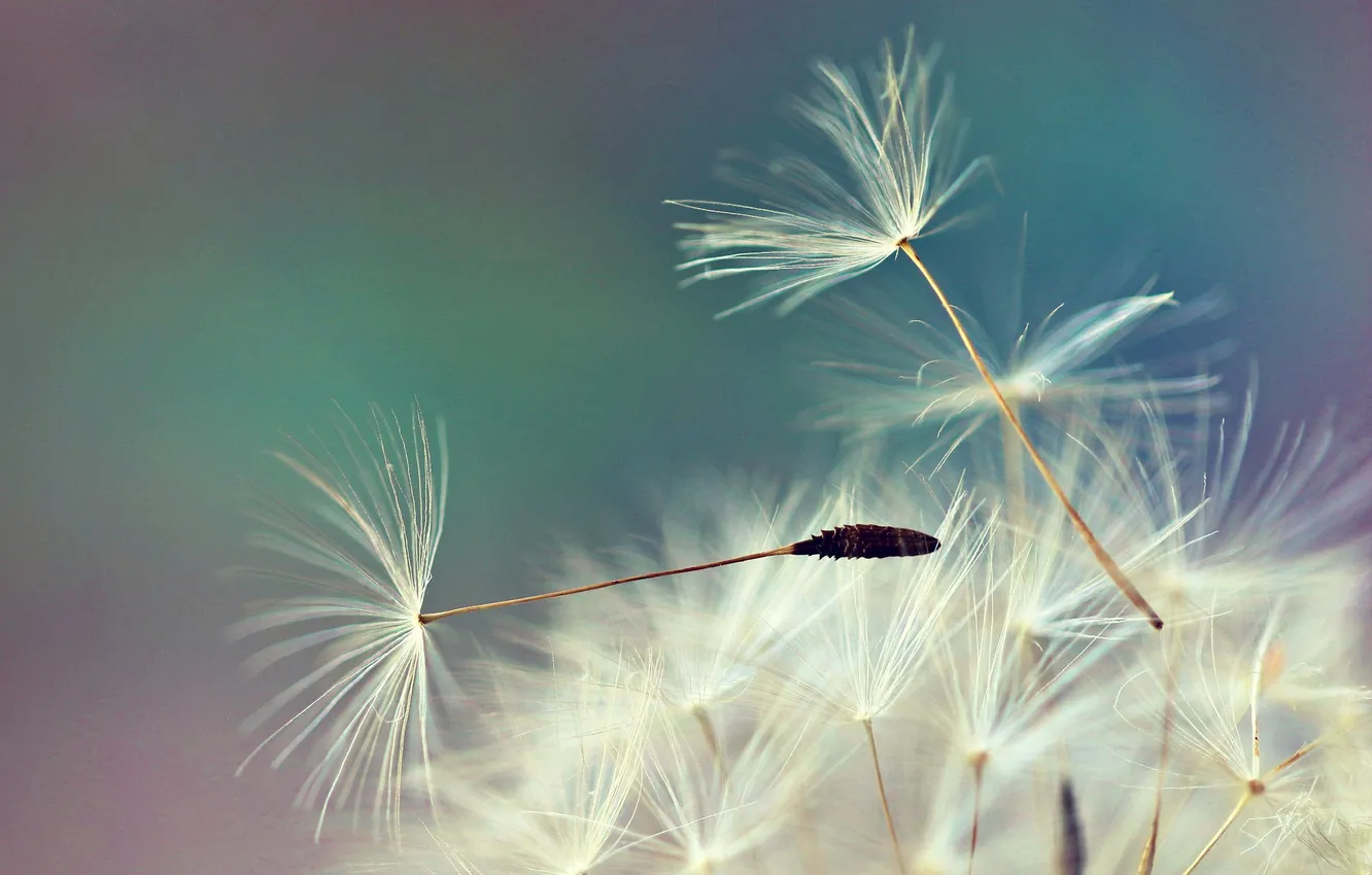 Photo wallpaper macro, dandelions, fuzzes