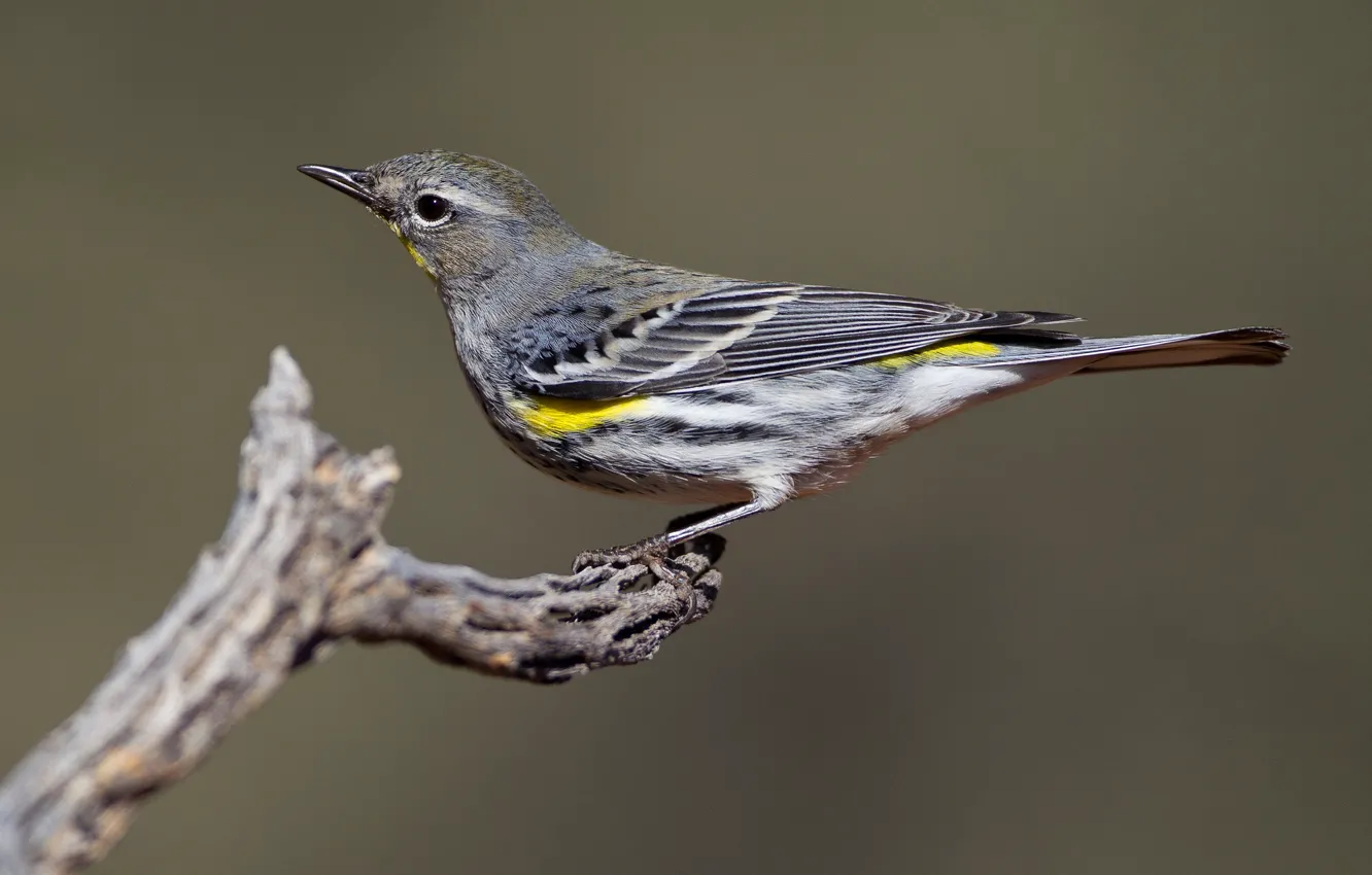 Photo wallpaper bird, branch, beak, Myrtle forest songster