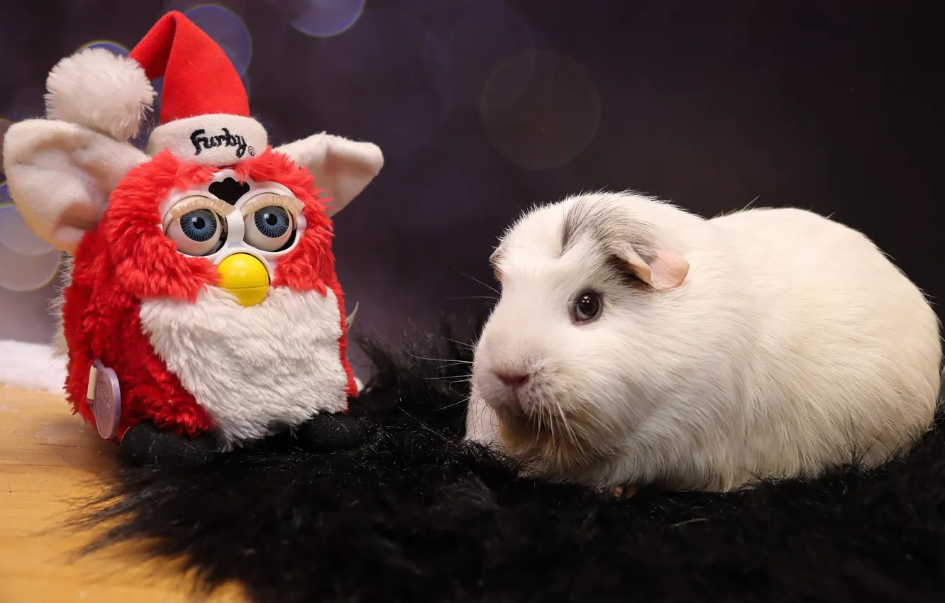 Photo wallpaper white, look, red, background, black, toy, lies, fur